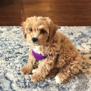 Fundraising Page: Vic Sayegh